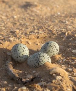 Флора и фауна