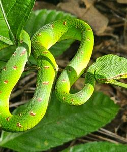 Национальный парк Бако