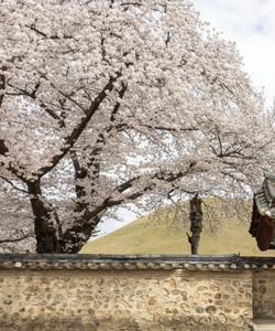 Цветение вишни (поткот) в Южной Корее