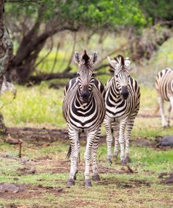 Сафари на Мавркии