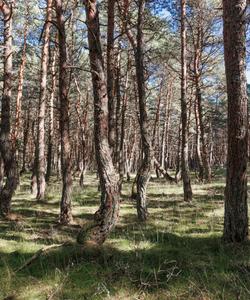 Танцующий лес, Куршская коса