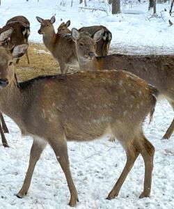 Деревня Сергеевка, оленья ферма