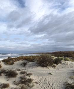 Куршская коса