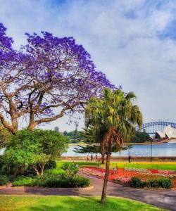 Королевский ботанический сад в Сиднее