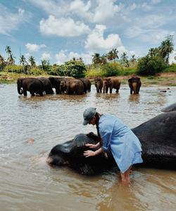 Фонд защиты слонов