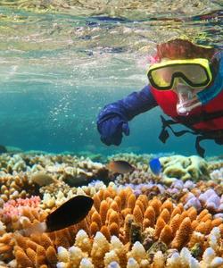 Снорклинг среди кораллов 