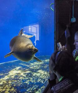 Нерпа в Байкальском музее