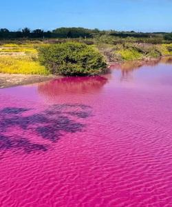 Розовое озеро