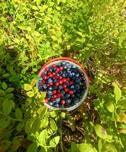 алтайские ягоды