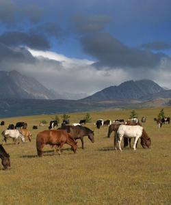 Местный пейзаж