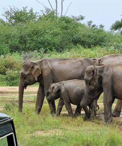 Слоны в Шри-Ланке