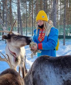 тур к северным оленям