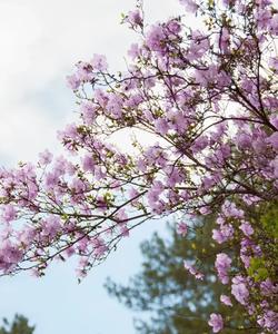 Цветение маральника на Алтае