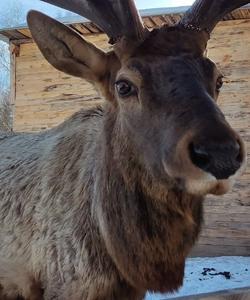 Мараловая ферма в Челябинской области