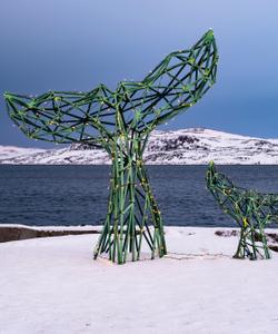 Китовые хвосты, Териберка