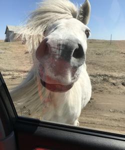 Дикие лошади на Кольском полуострове
