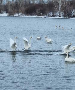лебеди-кликуны