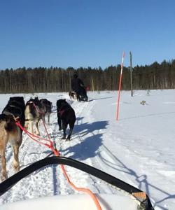 Катание на собачьей упряжке Карелия