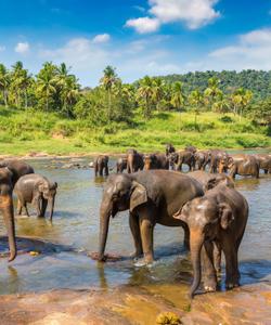 Слоновий питомник на Шри-Ланке