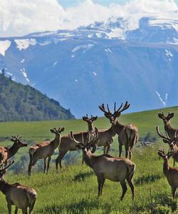 Тур на Алтай