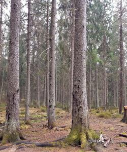 Прогулка в лесу Лемболово