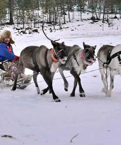 Саамская деревня на Кольском