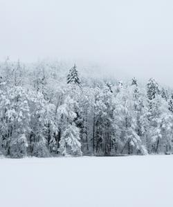 Зима в лесу