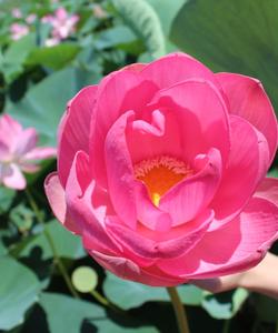 Цветение лотосов в Астраханской области