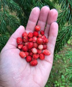 Лесная земляника