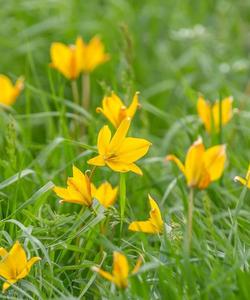 Тюльпановые поля Ростовской области