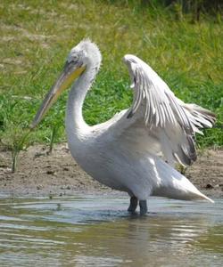 пеликан в дельте Волги