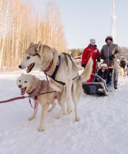Катание на собачьих упряжках