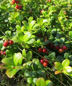 Тур на плато Кваркуш