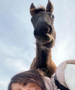 башкирские лошади