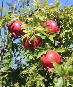 Тур в Дагестан