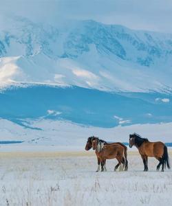 Зима на Алтае