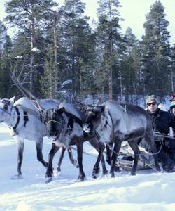 Катание на оленьей упряжке