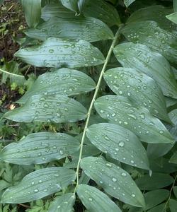 природа Подмосковья