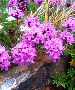 Пленэр у Белухи