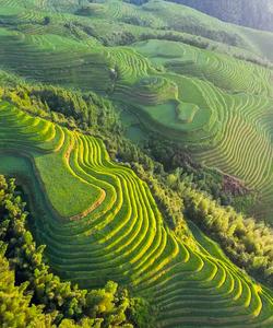 Рисовые терррасы