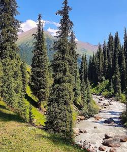 Алтын-Арашан