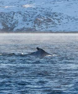 Морская прогулка по Баренцеву морю