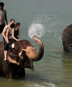 Купание со слонами