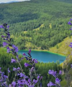 дикие цветы