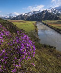 цветение маральника
