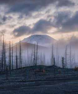 Мертвый лес на Камчатке