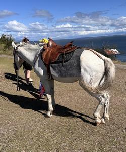 Конные прогулки