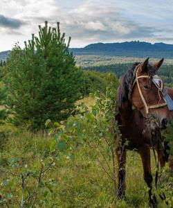 Конная прогулка, Башкирия