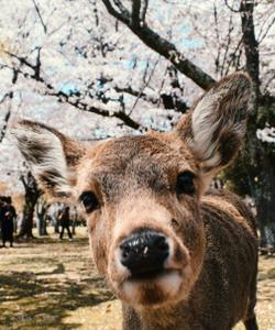 Нара, священные олени