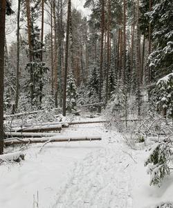 Зимний треккинг в лесах Марий Эл